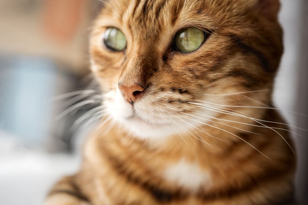 Владельцу важно внимательно следить, сколько длится беременность у бенгальской кошки