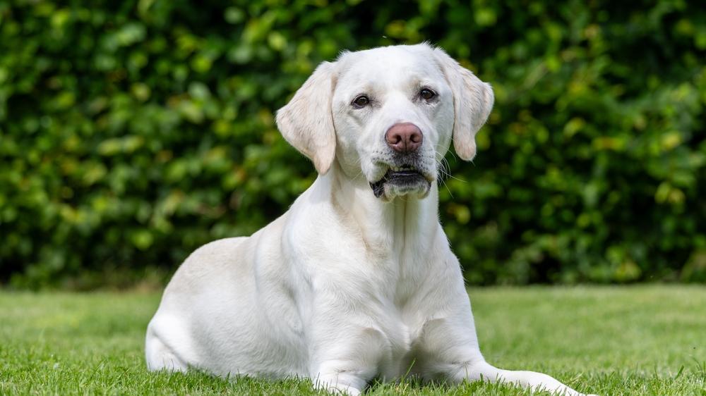 Белый лабрадор-ретривер на фото