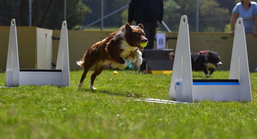 Популярные виды спорта для собак: флайбол