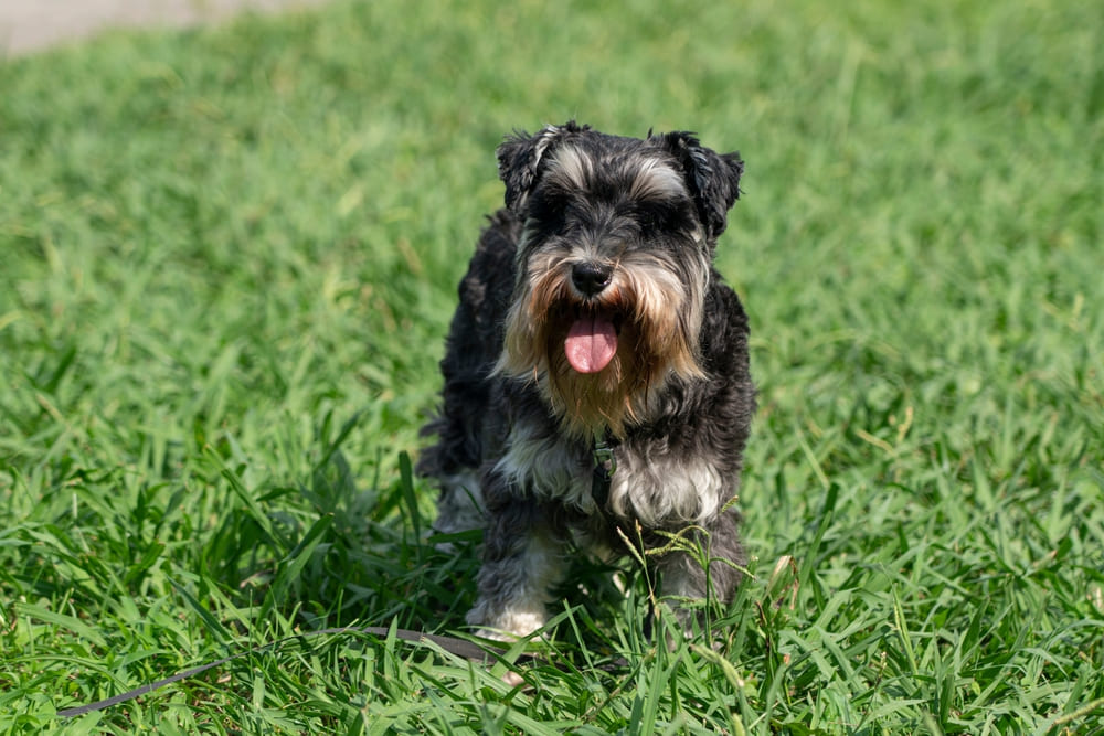 Рацион влияет на продолжительность жизни цвергшнауцера