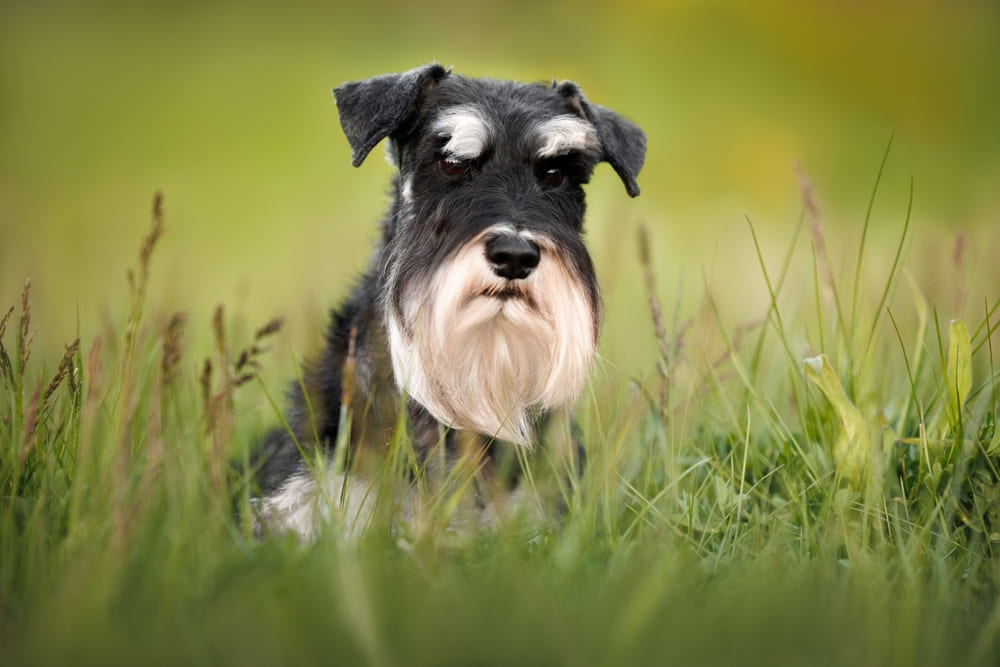 Пол не влияет на то, сколько проживет цвергшнауцер