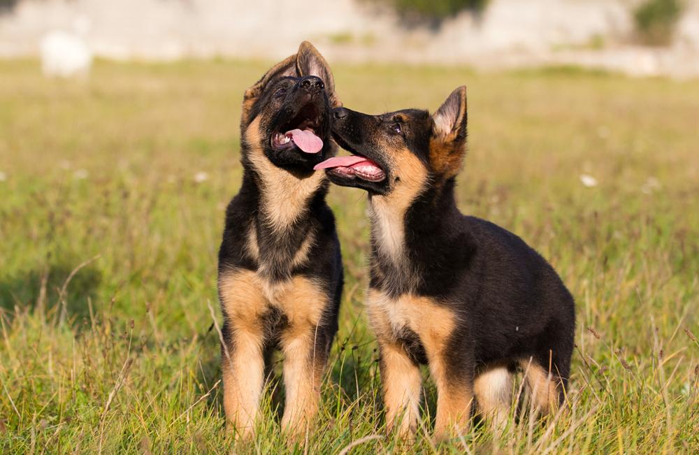 Как определить щенка немецкой овчарки?