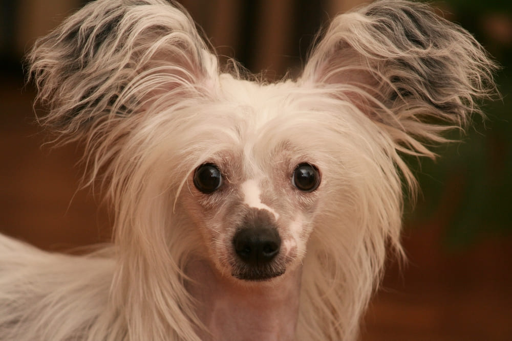 Китайские хохлатые собаки нуждаются в обучении