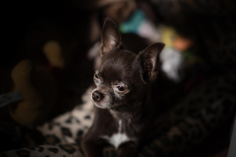 Здоровье и болезни чихуахуа типа кобби