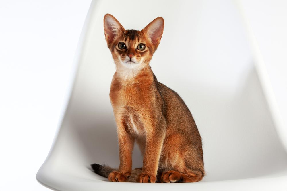 Самые древние породы домашних кошек: абиссинская