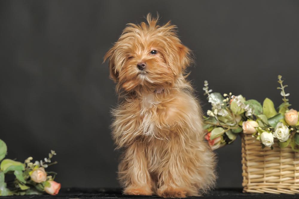 история выведения петербургской орхидеи