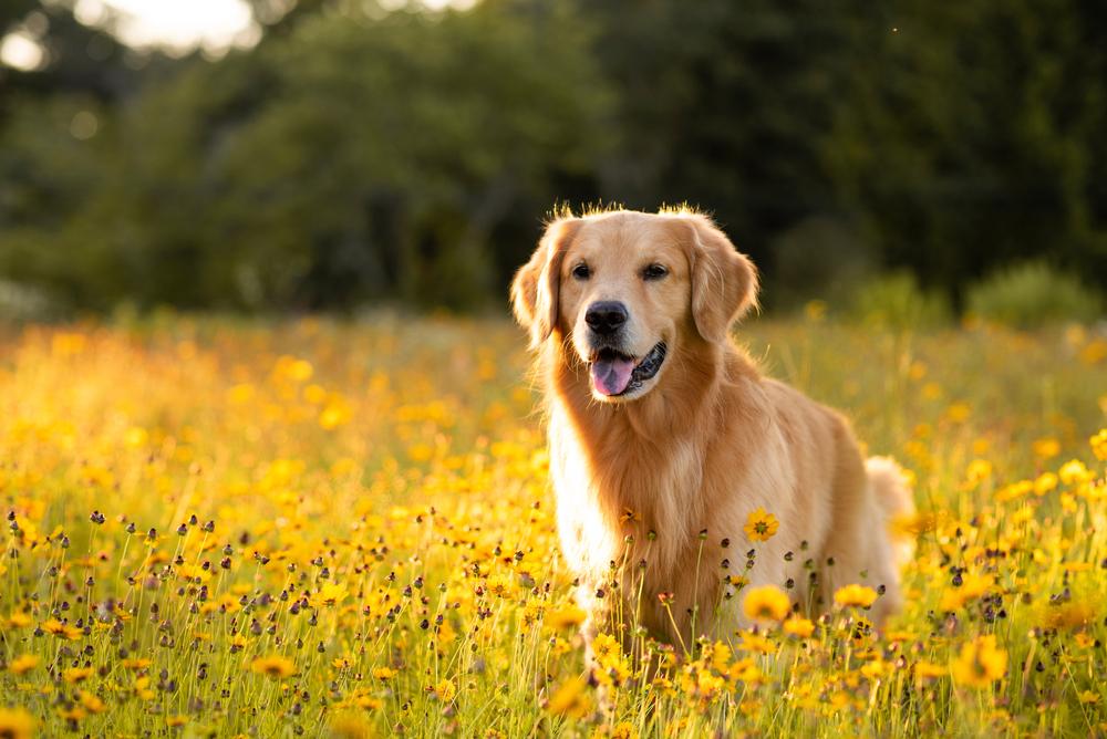 Самые популярные пород собак в мире: золотистый ретривер