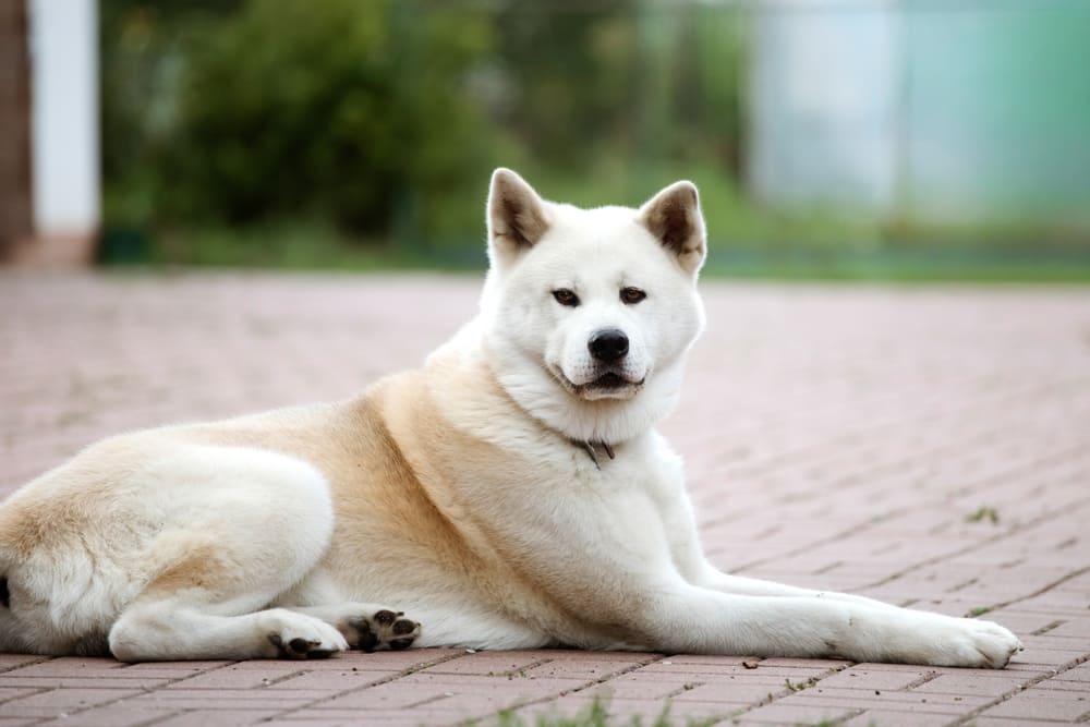 После вязки у акита-ину могут возникнуть проблемы