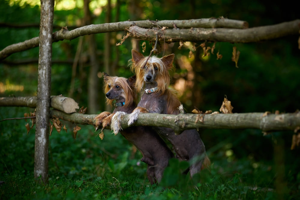 Две китайские хохлатые собаки