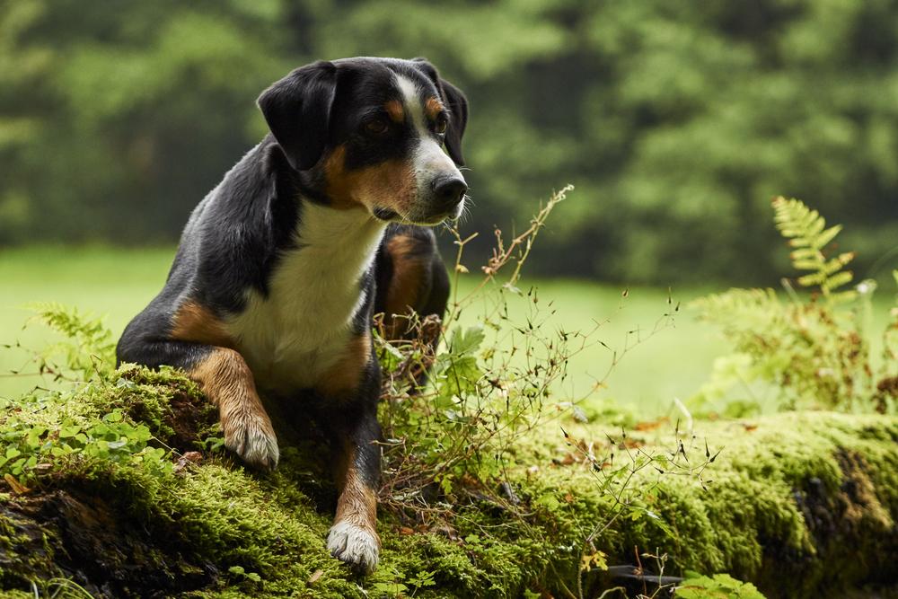 История происхождения энтлебухер зенненхунда
