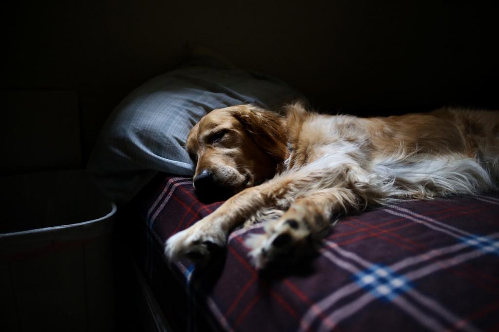 Почему собака стала писать на кровать: причины поведения 