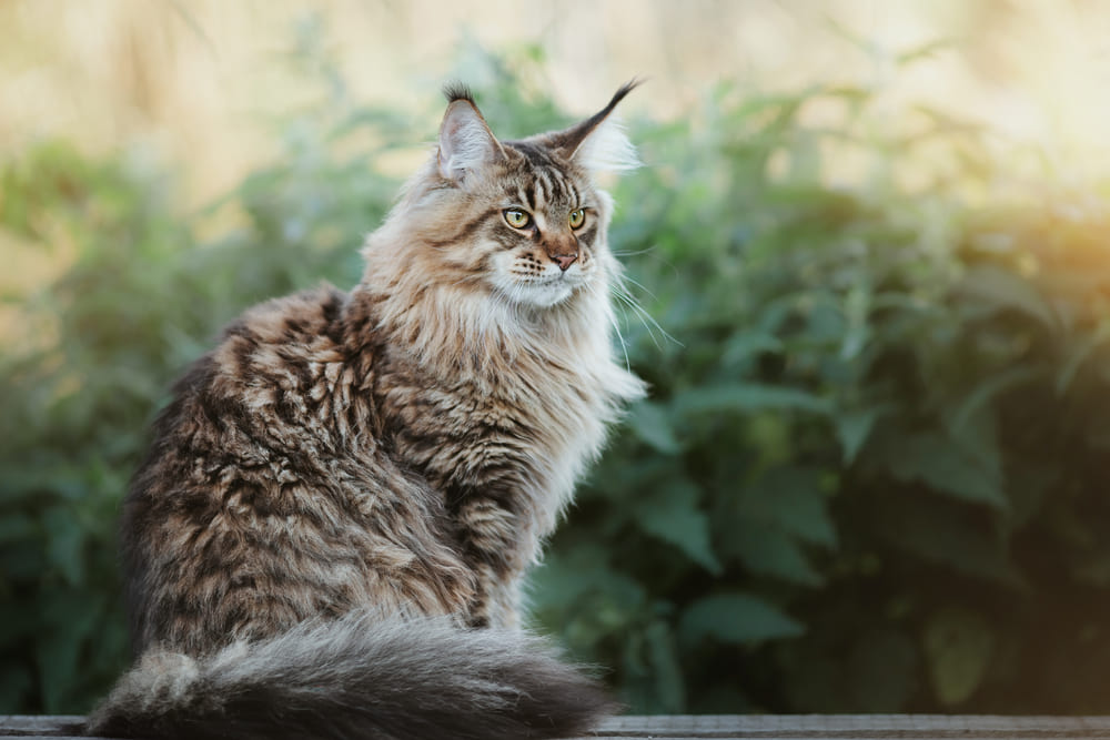 У мейн-кунов есть характерные болезни
