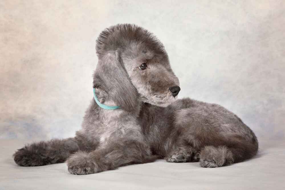 Бедлингтон-терьер не подходит для семей с очень маленькими детьми