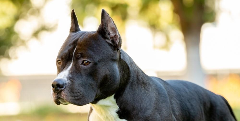 Амстафф стоит дороже питбуля 