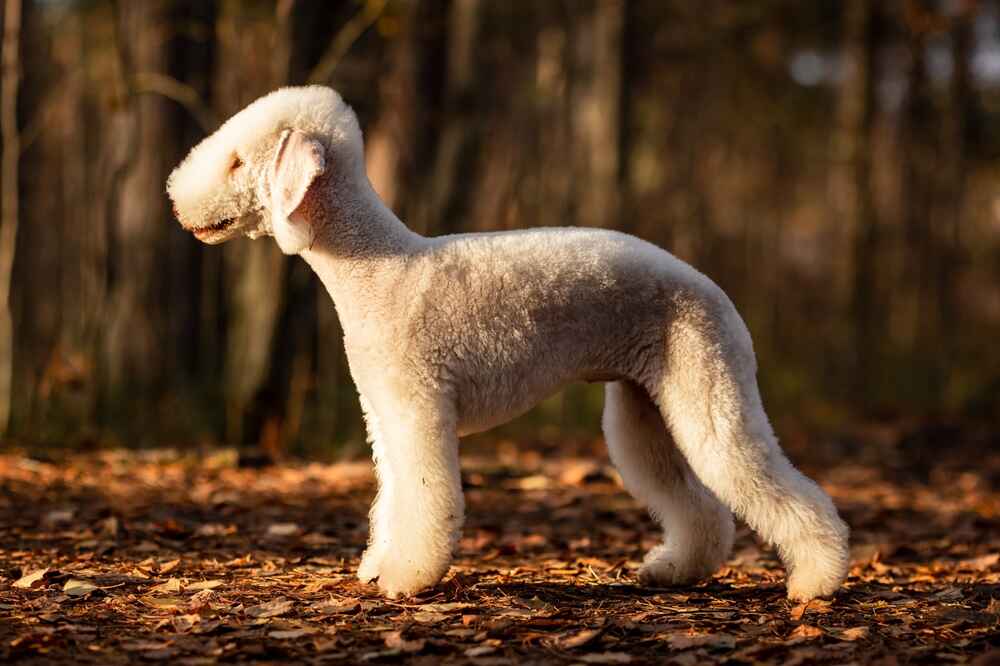 Приобретать бедлингтона лучше у опытного заводчика