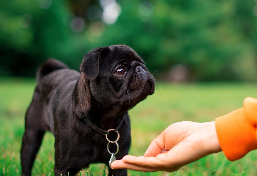 Когда возникли черные мопсы?