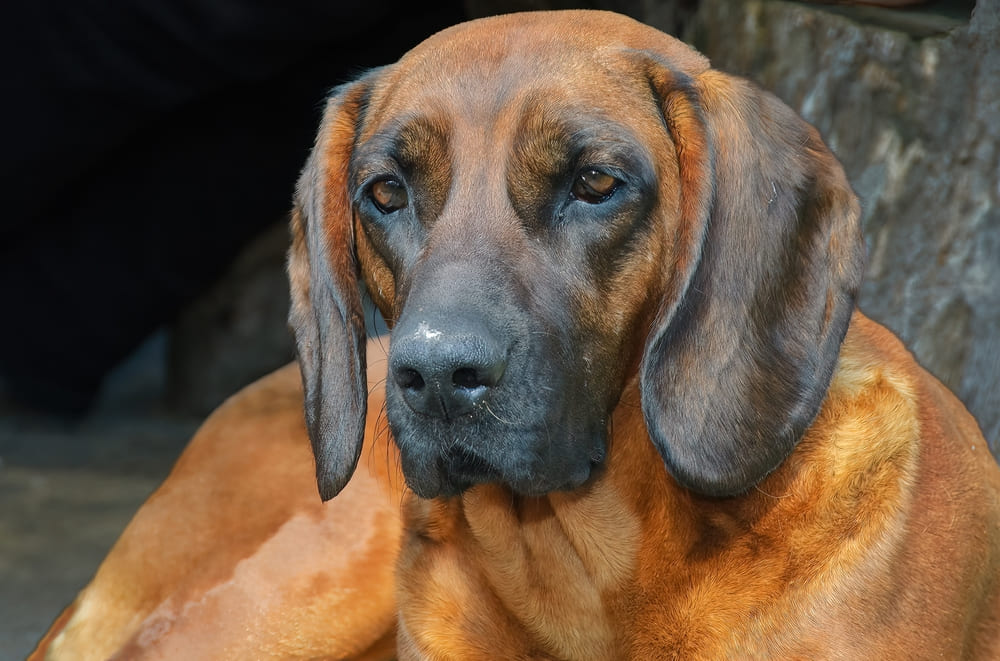 Баварская горная гончая обладает крепким здоровьем