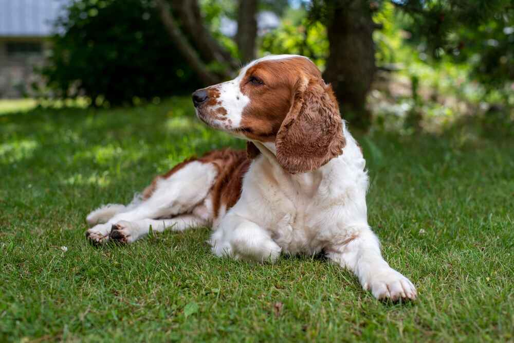 Спрингер-спаниель