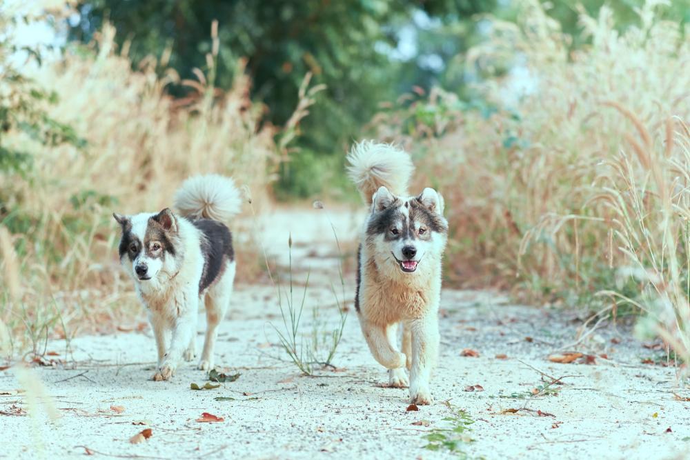 Дрессировка тайского бангку