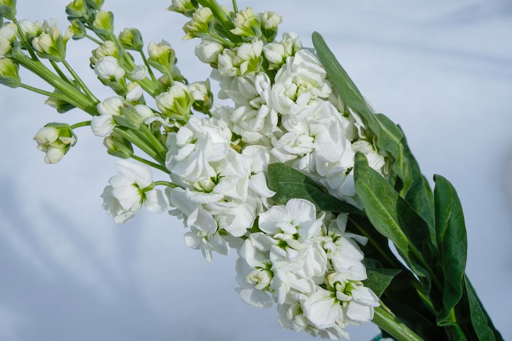 как появилось название украинский левкой: так выглядит цветок левкоя