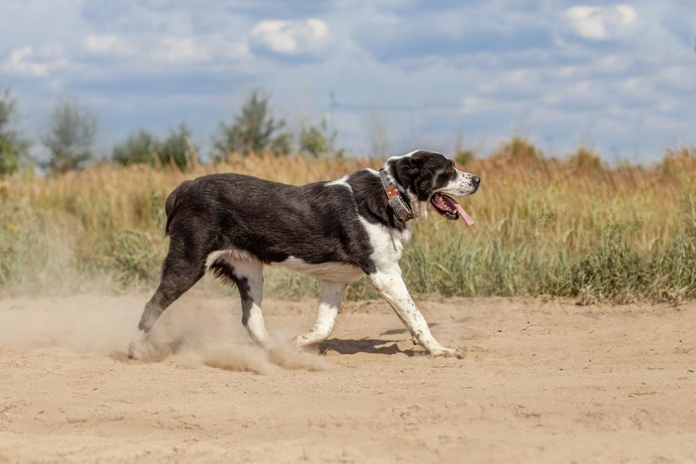 Крупные собаки с хорошим здоровьем: алабай