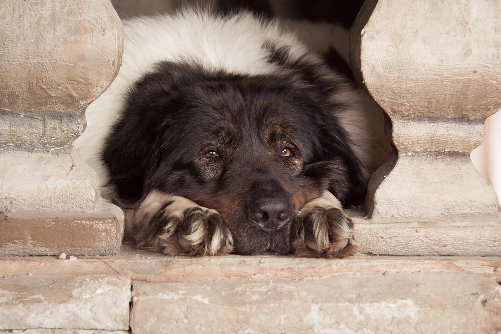 Возможные заболевания болгарской овчарки 