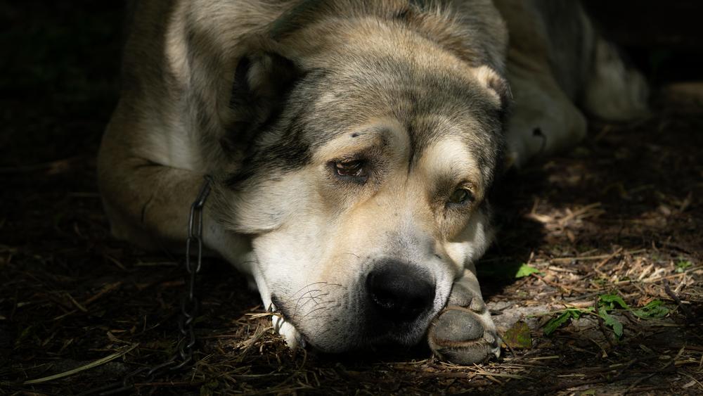 Здоровье и болезни нагази