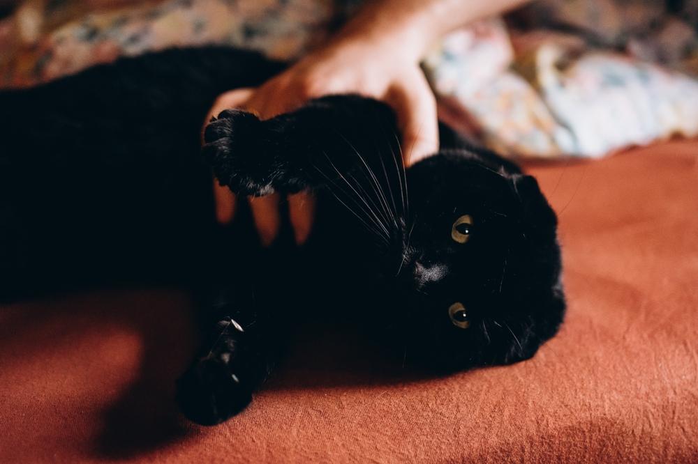 Все породы черных кошек: шотландская