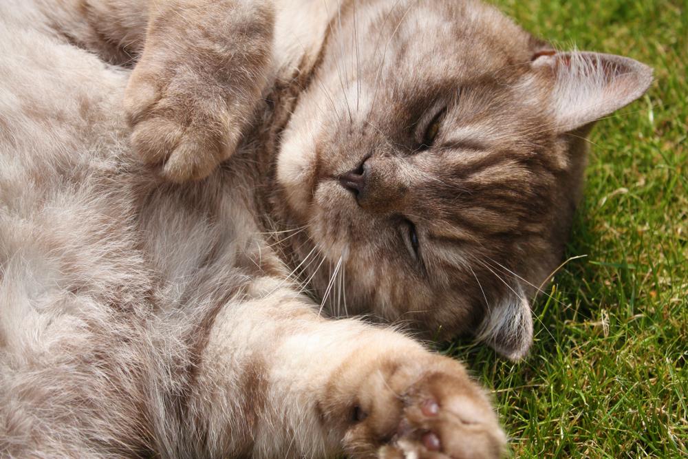 Тикированные окрасы у шотландских кошек: коричневый дым