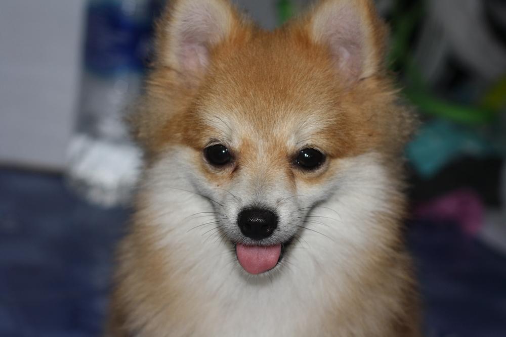 Характеристика померанского шпица лисьего типа