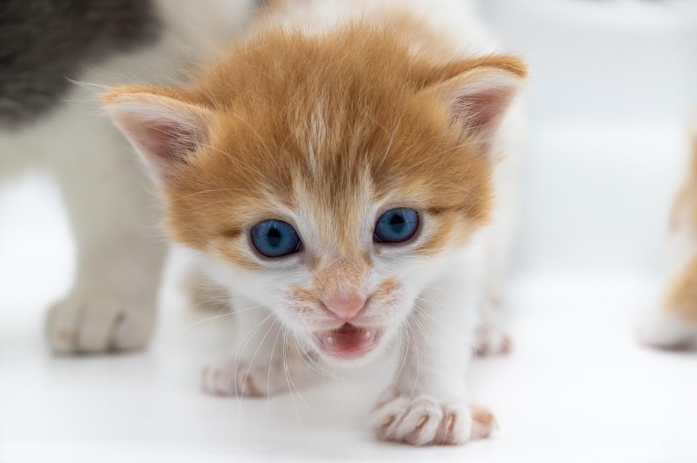 Почему маленький котенок не мяукает Почему маленький котенок не мяукает