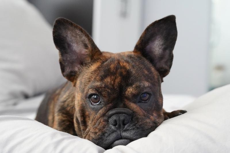 Считается ли французский бульдог гипоаллергенной породой?