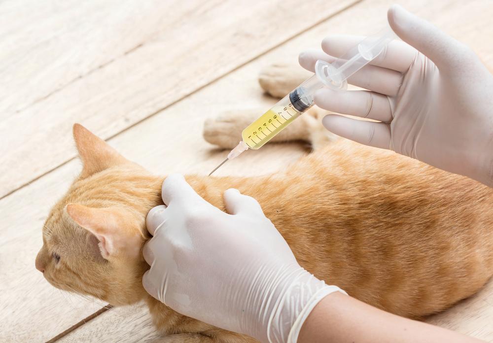 Прививки кошкам и вакцинация кошек