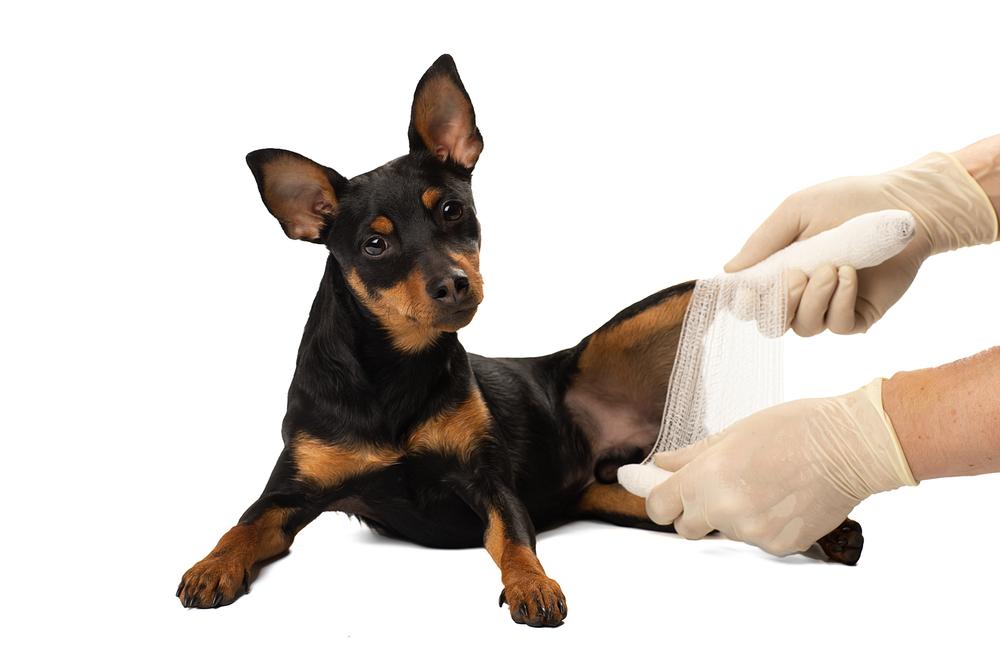 Профилактика проблем с опорно-двигательным аппаратом у собак Профилактика проблем с опорно-двигательным аппаратом у собак