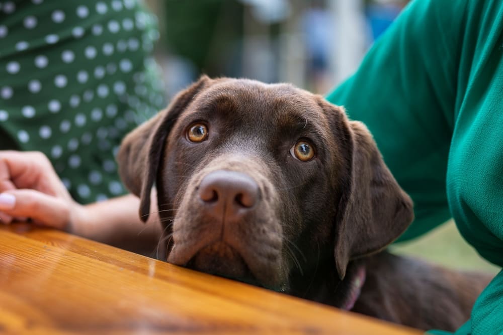 Течка у лабрадора может не начинаться