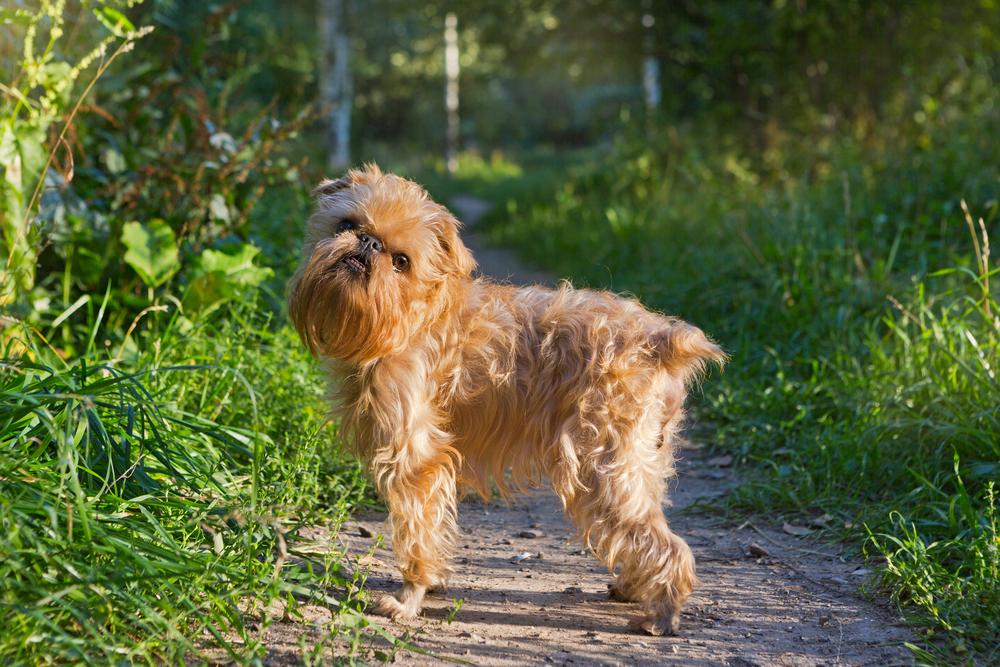 Брахицефальные собачьи породы: брюссельский гриффон