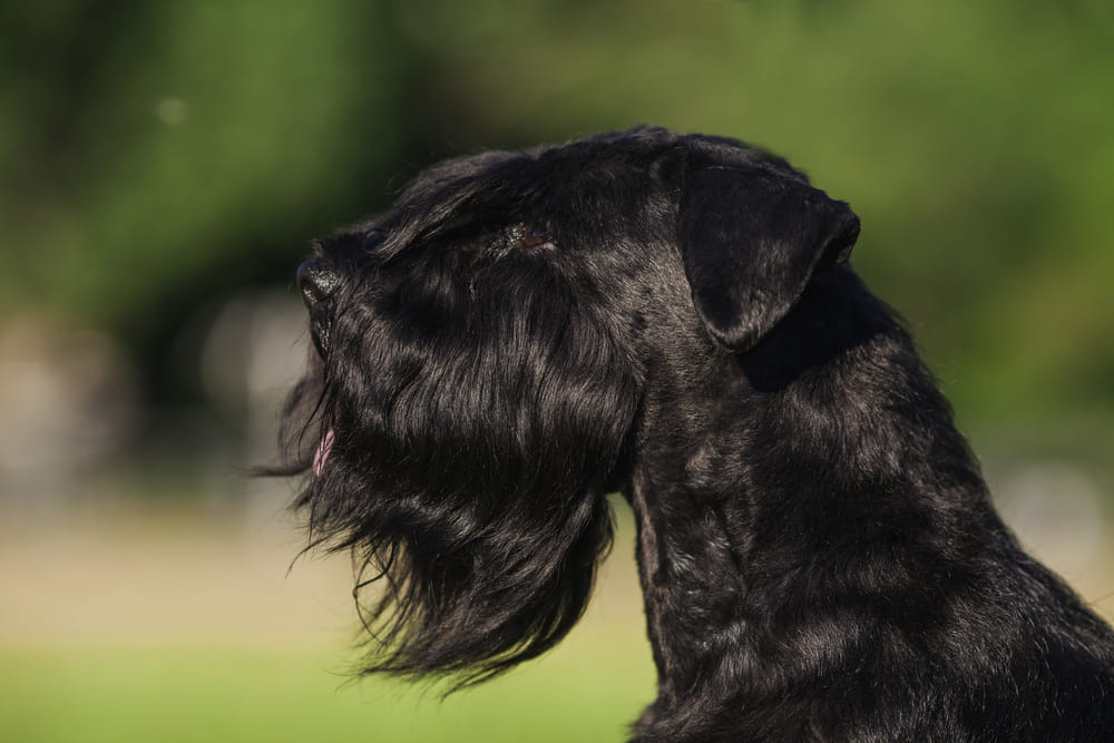 Владельцу важно знать, сколько весит цвергшнауцер в норме