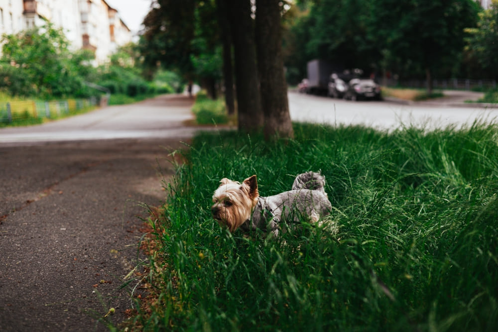 Течка у йоркширского терьера проходит циклично