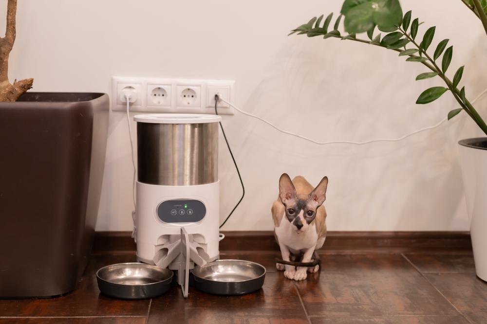 Двухразовое питание сфинкса Двухразовое питание сфинкса