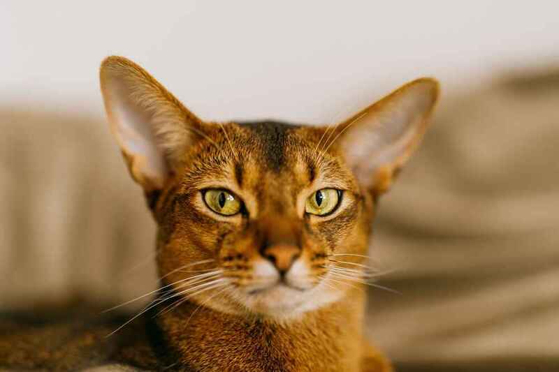 То, сколько весит абиссинская кошка, зависит от питания