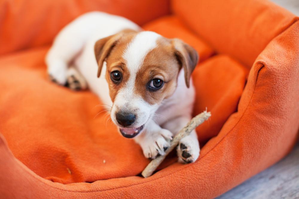 Какие лакомства можно давать трехмесячным щенкам Какие лакомства можно давать трехмесячным щенкам