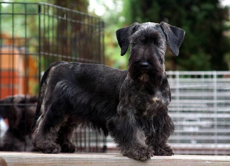 ТОП бородатых пород собак: чешский терьер