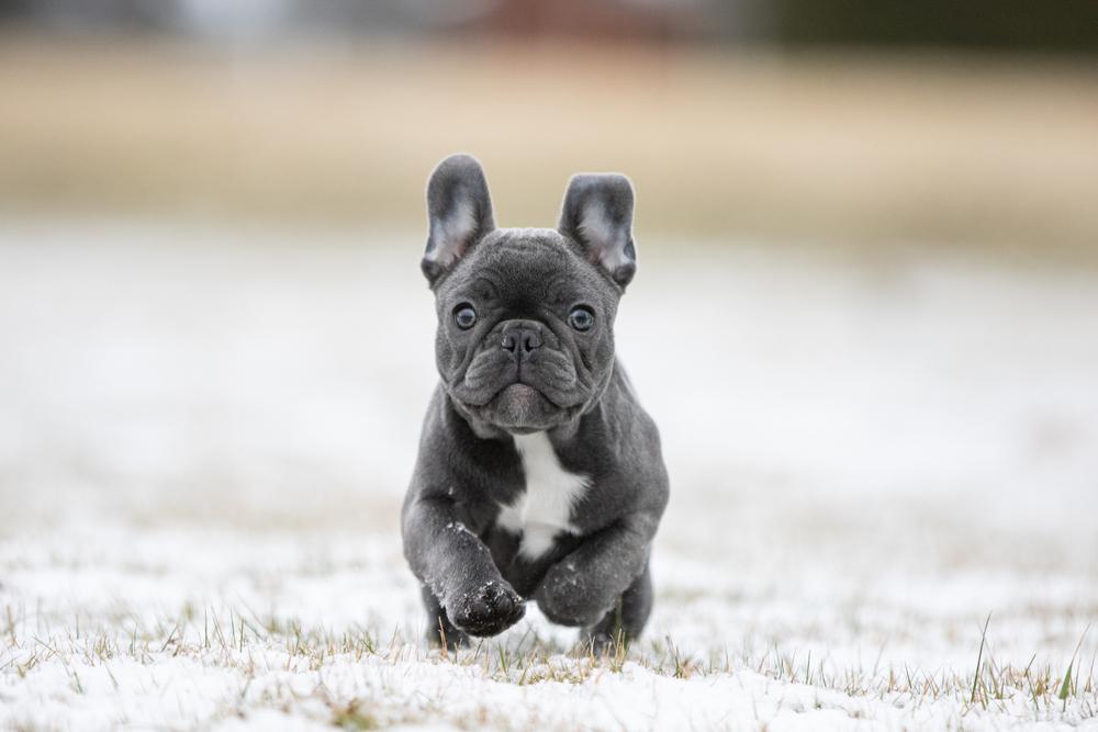 Редкие окрасы французских бульдогов: голубо-белый Редкие окрасы французских бульдогов: голубо-белый