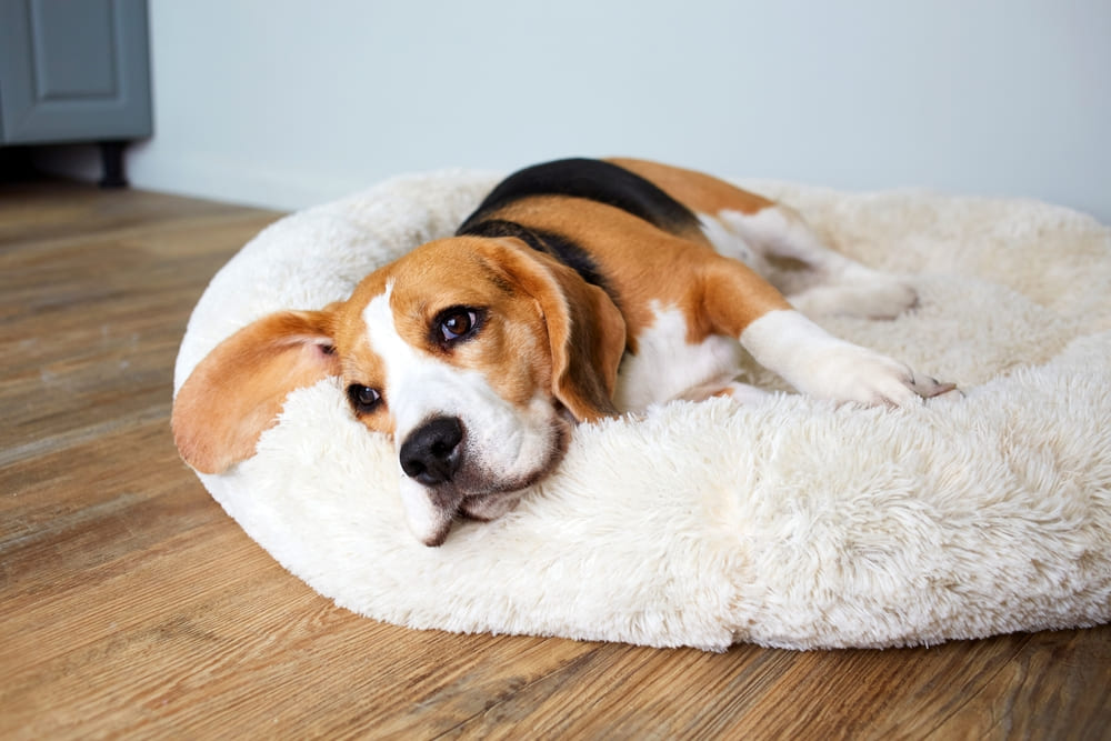 Первая течка у бигля свидетельствует о половом созревании собаки