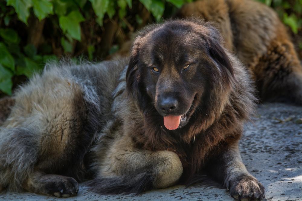 Уход за эштрельской овчаркой 