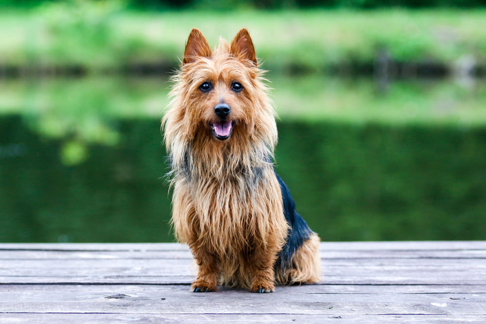 Австралийские терьеры любят играть