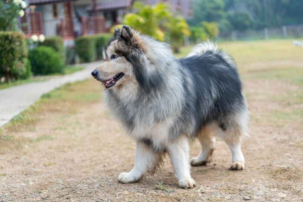 Владельцу полезно знать, сколько этапов взросления проживает аляскинский маламут