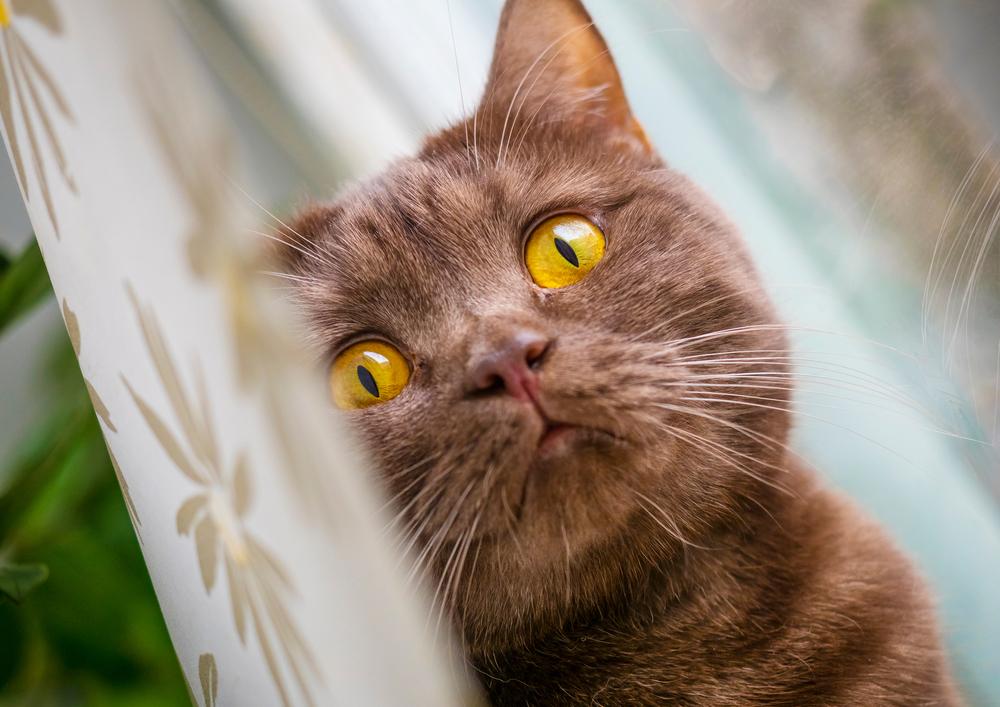 Сплошные окрасы шотландских кошек: циннамон 