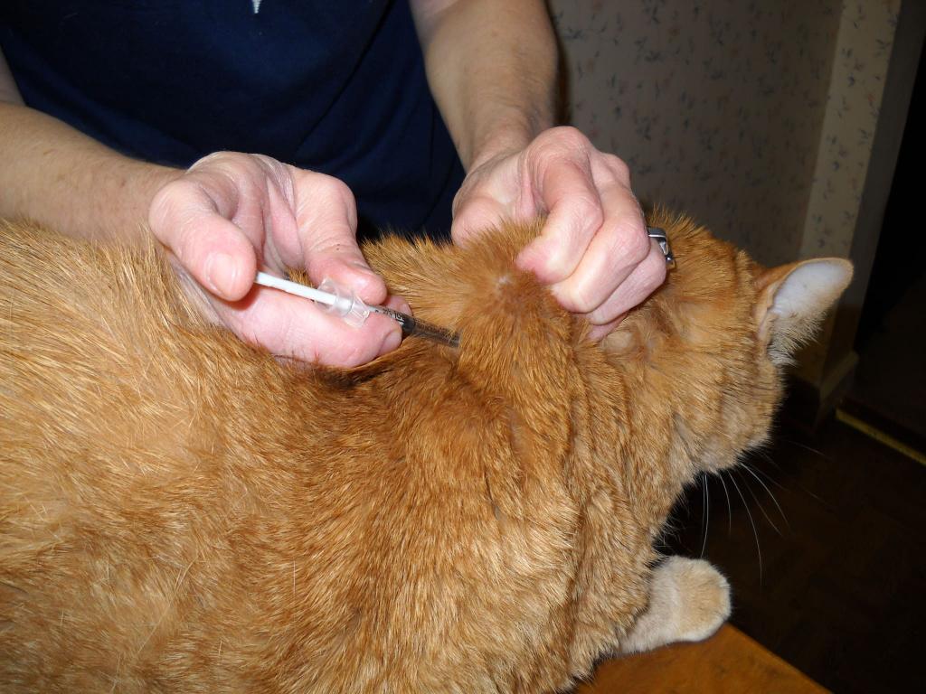 Как правильно поставить укол кошке в холку