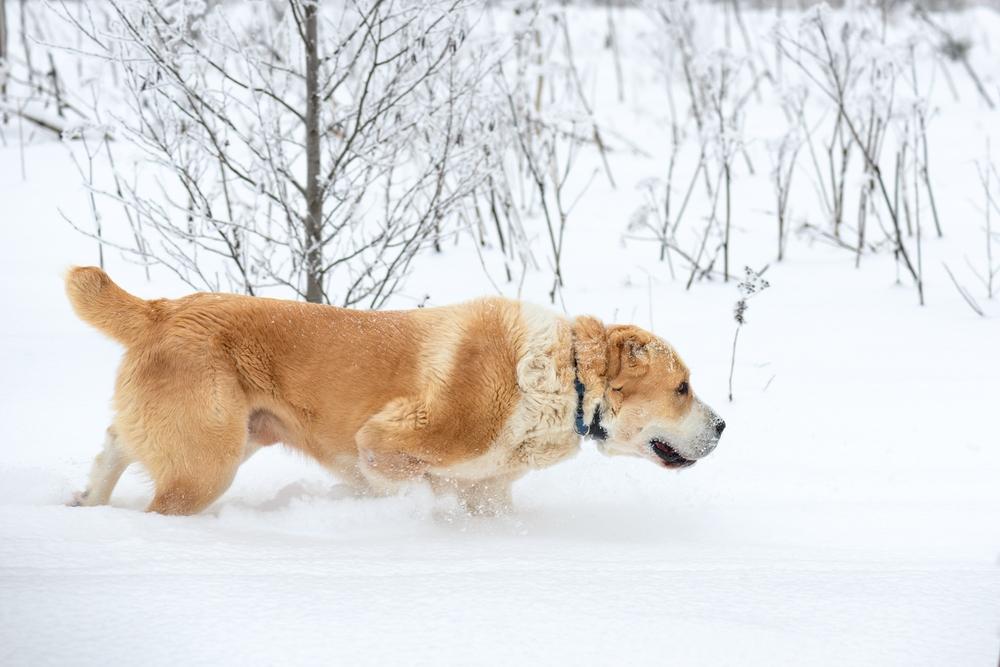 Варианты кличек для алабаев-девочек по алфавиту Варианты кличек для алабаев-девочек по алфавиту